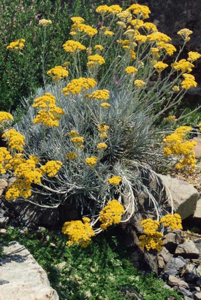Helichrysum italicum ssp serotinum photo